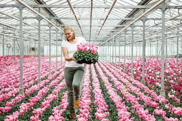 De winnende foto van de fotowedstrijd glastuinbouw – Serre met cyclamen - Copyright: Lien Vlaminck voor provincie Antwerpen