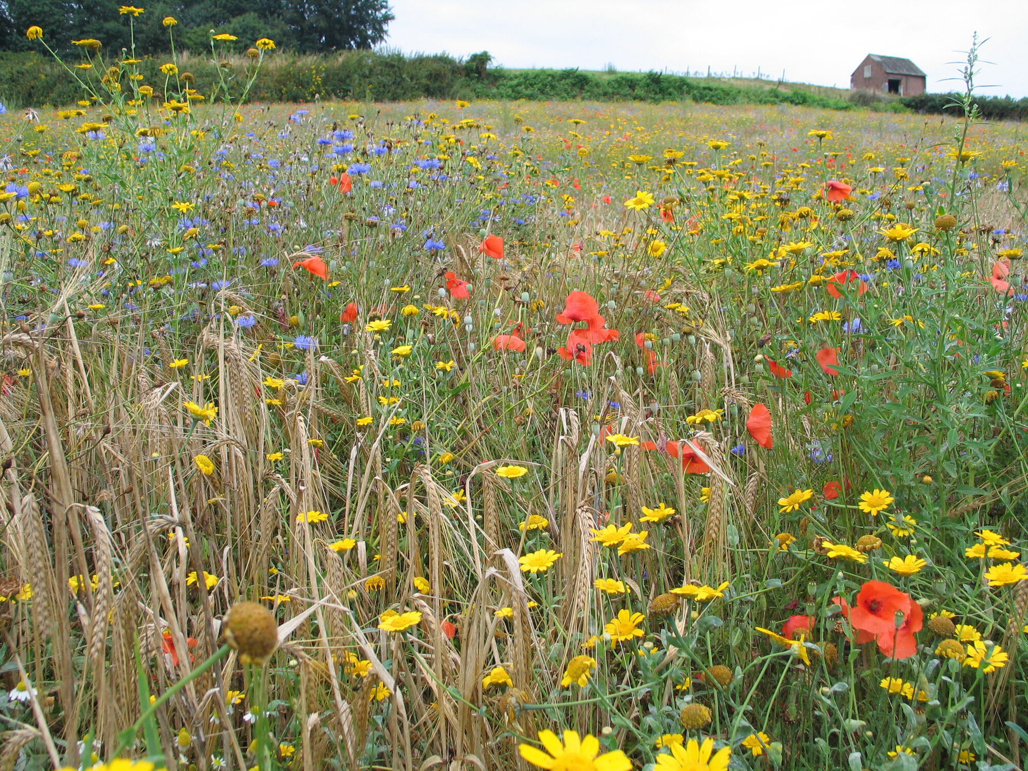 Proefcentra Landbouw